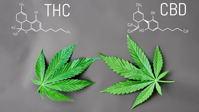 CBD vs THC