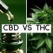 CBD vs THC differences