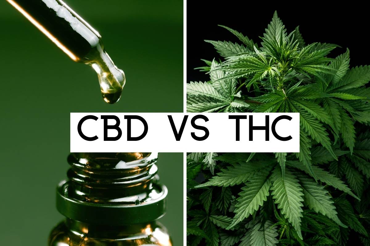 CBD vs THC differences